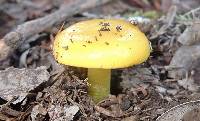 Hygrocybe chlorophana image