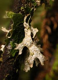 Lobaria pulmonaria image