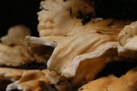 Laetiporus conifericola image