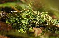 Lobaria pulmonaria image