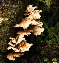 Laetiporus conifericola image