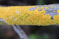 Xanthoria parietina var. parietina image