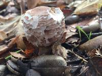 Chlorophyllum brunneum image