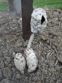 Coprinus comatus image