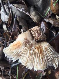 Chlorophyllum brunneum image