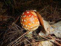 Amanita muscaria image