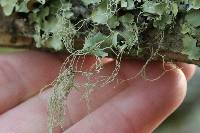 Ramalina menziesii image