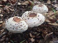 Chlorophyllum brunneum image