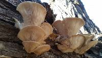 Pleurotus ostreatus image