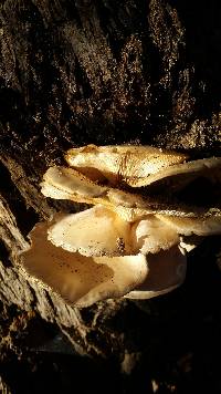 Pleurotus ostreatus image