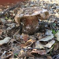 Tricholoma dryophilum image