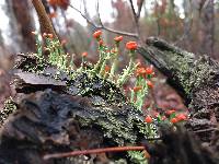 Cladonia cristatella image