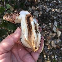 Tricholoma dryophilum image