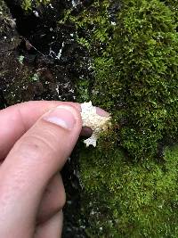 Lobaria pulmonaria image