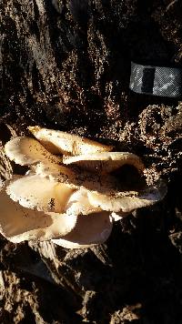 Pleurotus ostreatus image