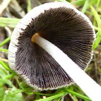 Coprinopsis lagopus image