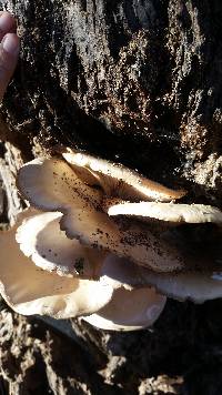 Pleurotus ostreatus image