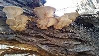 Pleurotus ostreatus image