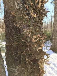 Lobaria pulmonaria image