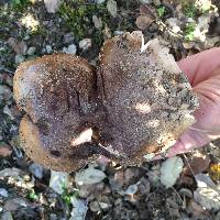 Tricholoma dryophilum image