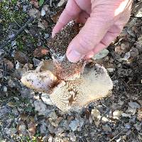 Tricholoma dryophilum image