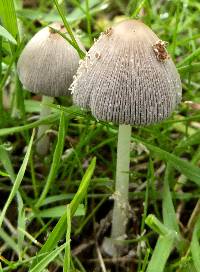 Coprinopsis lagopus image