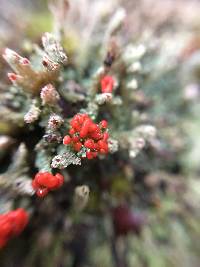 Cladonia cristatella image