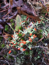 Cladonia cristatella image