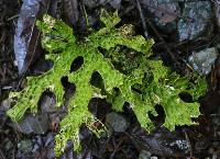 Lobaria pulmonaria image