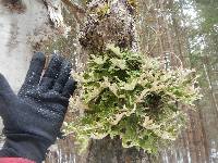 Lobaria pulmonaria image