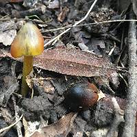 Hygrocybe singeri image