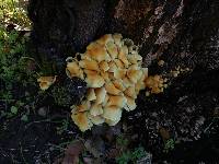 Hypholoma fasciculare image