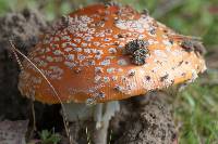 Amanita muscaria image