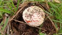 Amanita muscaria image