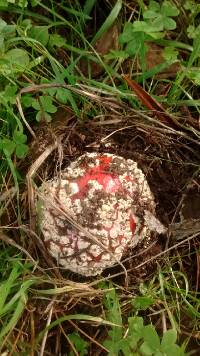 Amanita muscaria image