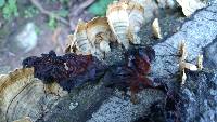 Tremella foliacea image