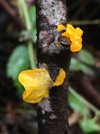 Tremella mesenterica image