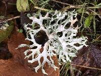 Evernia prunastri image