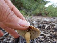 Agrocybe putaminum image