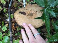 Lactarius argillaceifolius image