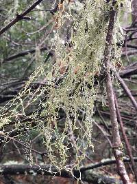 Ramalina menziesii image