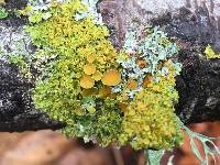 Xanthoria parietina var. parietina image