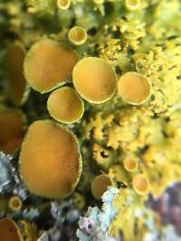 Xanthoria parietina var. parietina image