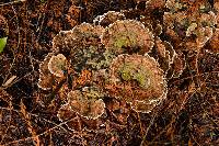 Trametes versicolor image