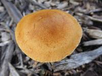 Agrocybe putaminum image