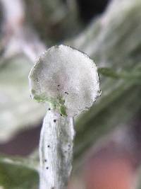 Ramalina leptocarpha image