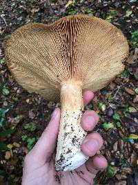 Lactarius argillaceifolius image