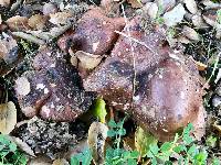 Tricholoma dryophilum image