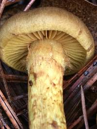 Cortinarius croceus image