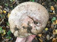 Lactarius argillaceifolius image